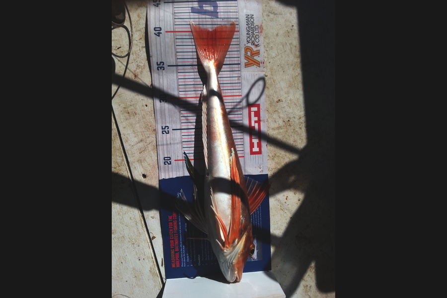 Dean McNamara caught this 40.0cm Gurnard at Tasman Bay during The Hirepool Baitmates Fishing Comp