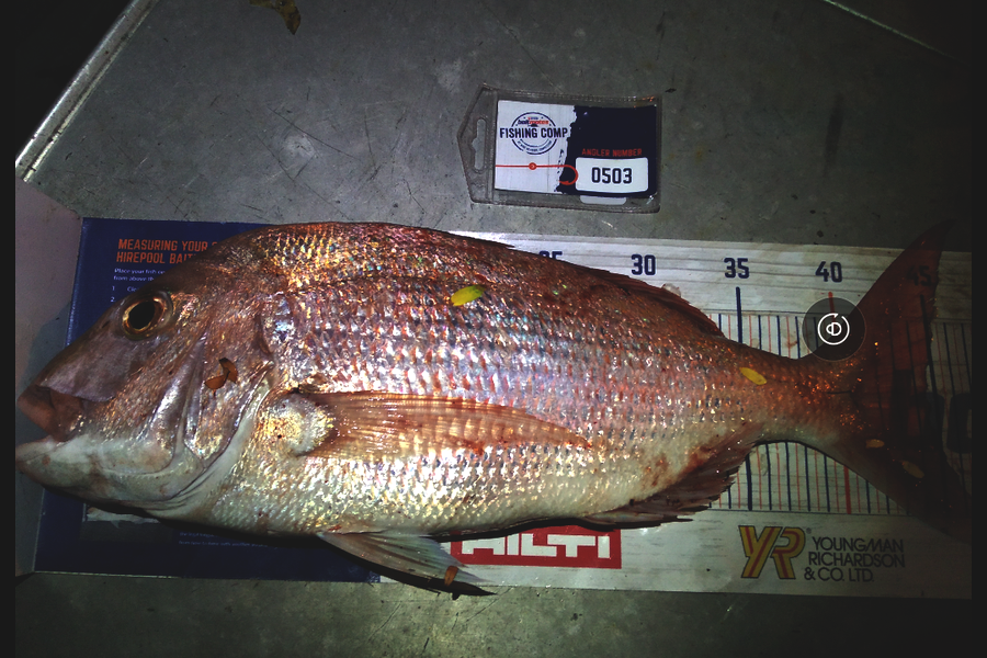 Ben Cullen caught this 44.0cm Snapper at Browns bay during The Hirepool Baitmates Fishing Comp