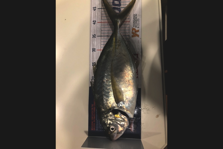 Brian Whitaker caught this 41.0cm Trevally at Bream Head during The Hirepool Baitmates Fishing Comp