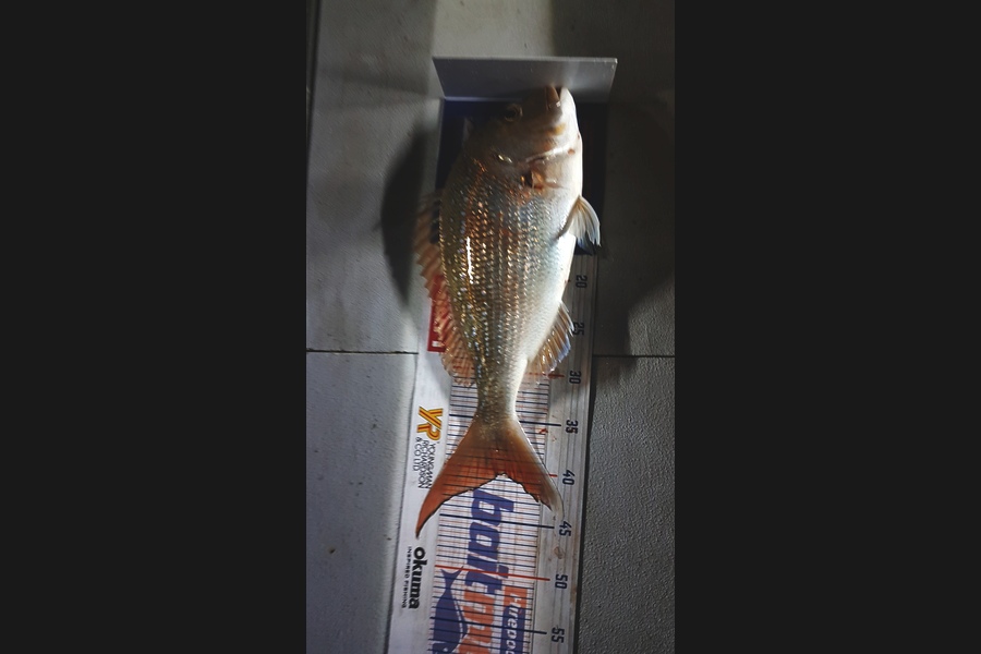 Michelle Lee caught this 40.0cm Snapper at Tauranga during The Hirepool Baitmates Fishing Comp