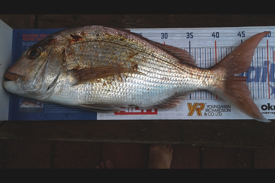 Dave Jones caught this 45.0cm Snapper at Coromandel during The Hirepool Baitmates Fishing Comp
