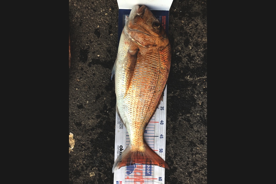 Elliot Gordon caught this 54.5cm Snapper at Tauranga during The Hirepool Baitmates Fishing Comp