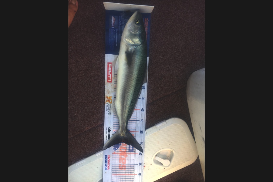 Deon Kumm caught this 54cm Kahawai at Off the port of Taranaki  during The Hirepool Baitmates Fishing Comp