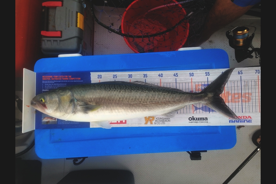 Daniel  Pritchard  caught this 58.0cm Kahawai at Whangaparaoa during The Hirepool Baitmates Fishing Comp