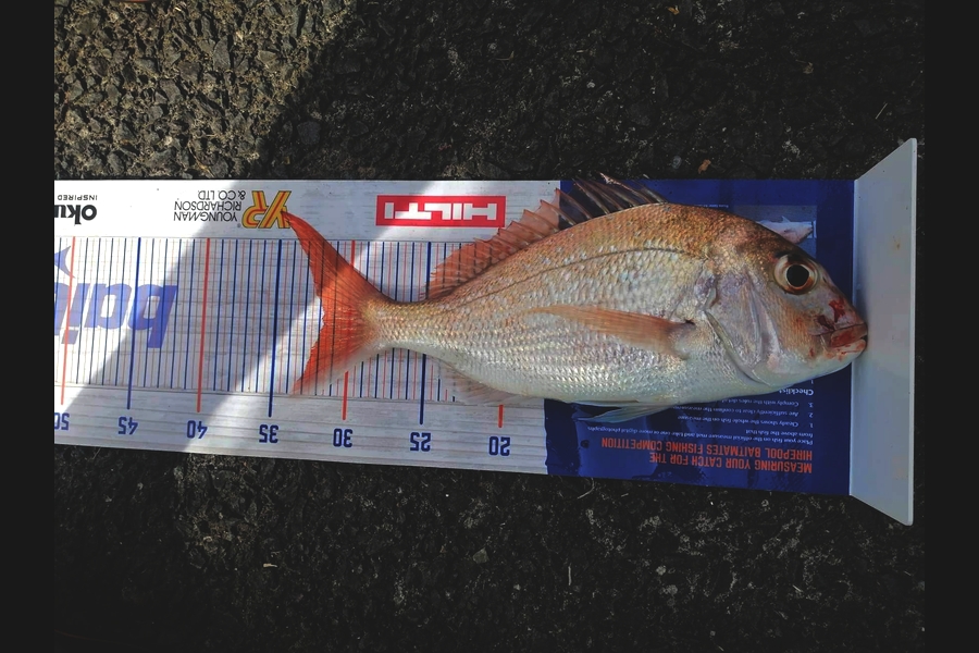 Stephanie King caught this 31.5cm Snapper at Whangaparaoa during The Hirepool Baitmates Fishing Comp