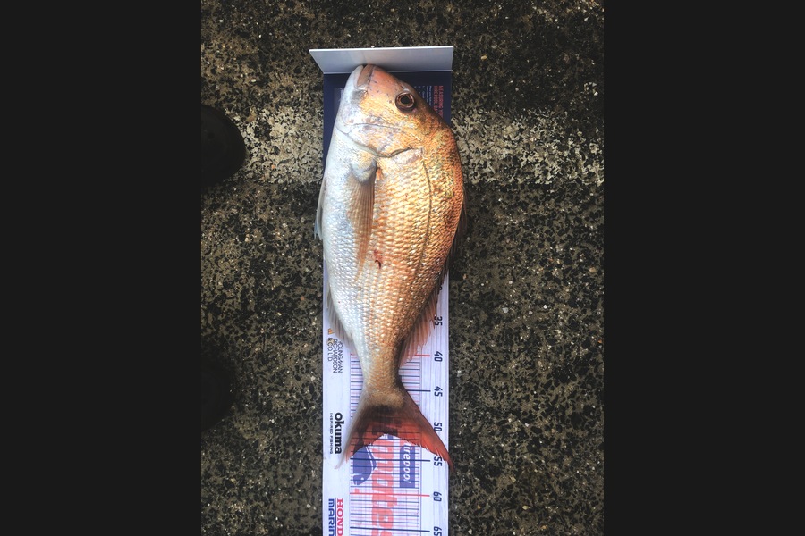 Steven Baxter caught this 51.0cm Snapper at Kaipara during The Hirepool Baitmates Fishing Comp