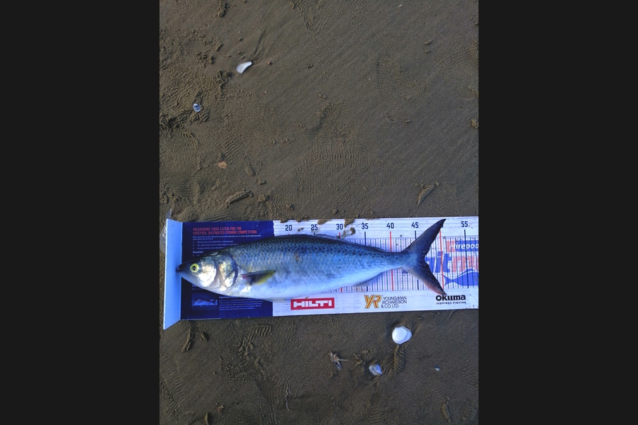 Andre Zowitzkey caught this 46.5cm Kahawai at 90mile  during The Hirepool Baitmates Fishing Comp