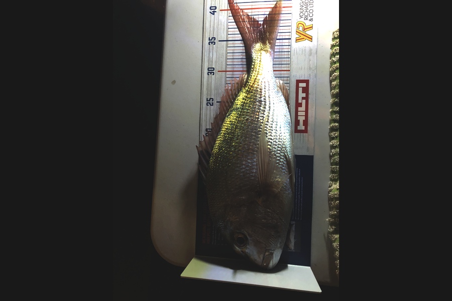 Brian Whitaker caught this 37cm Snapper at Bream Head during The Hirepool Baitmates Fishing Comp
