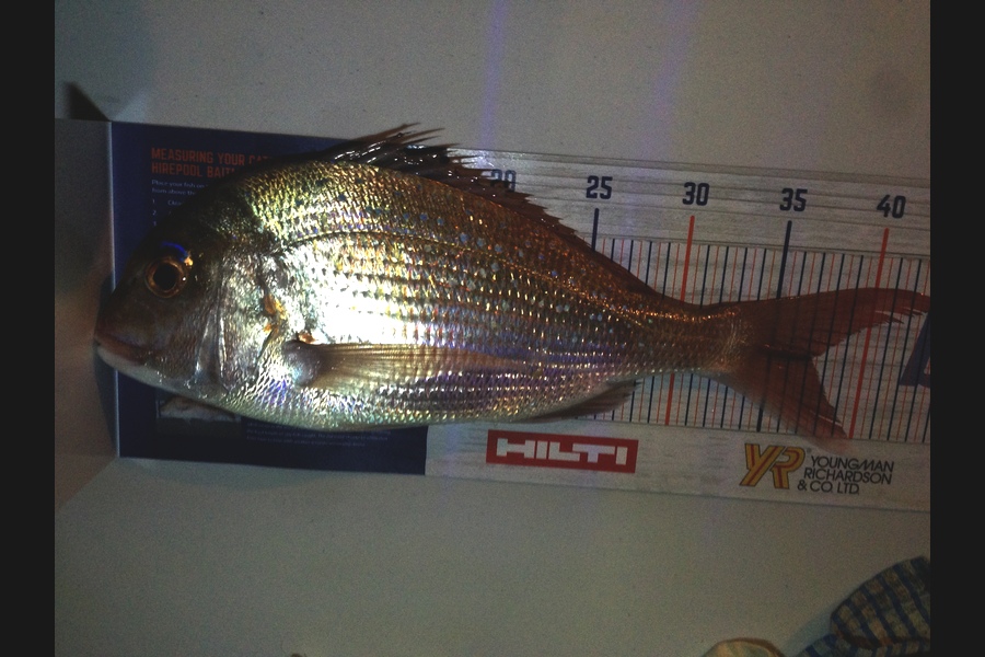 Tom Whitaker caught this 37.0cm Snapper at Bream Trail during The Hirepool Baitmates Fishing Comp