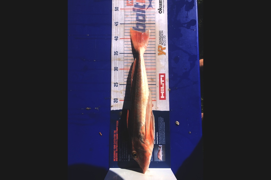 Brett Lennon caught this 42.0cm Gurnard at Kaipara Harbour  during The Hirepool Baitmates Fishing Comp