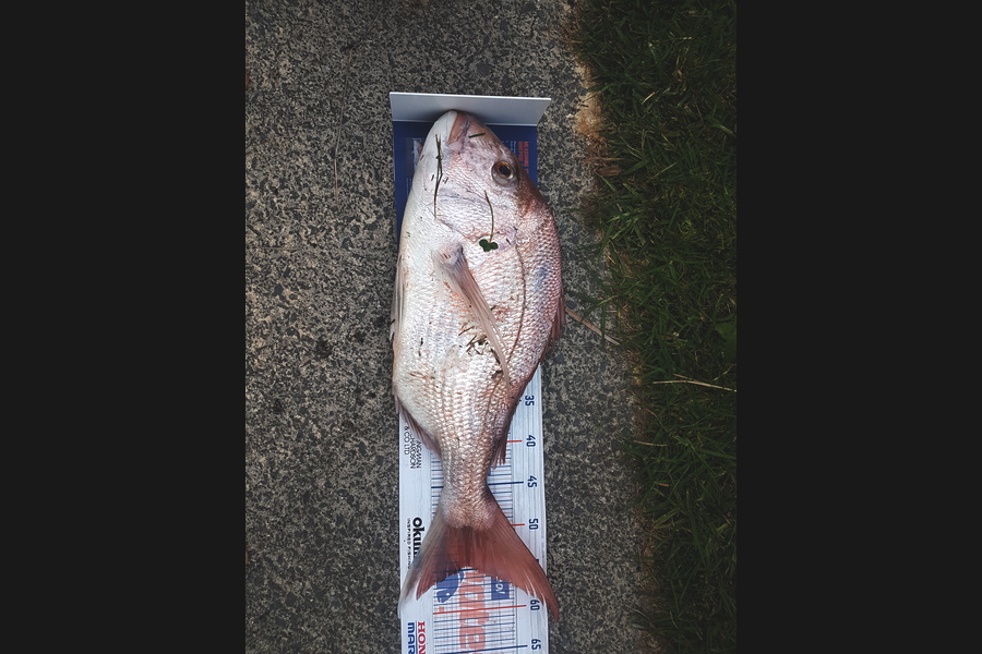 Gary Williamson caught this 54.5cm Snapper at Te Kouma during The Hirepool Baitmates Fishing Comp
