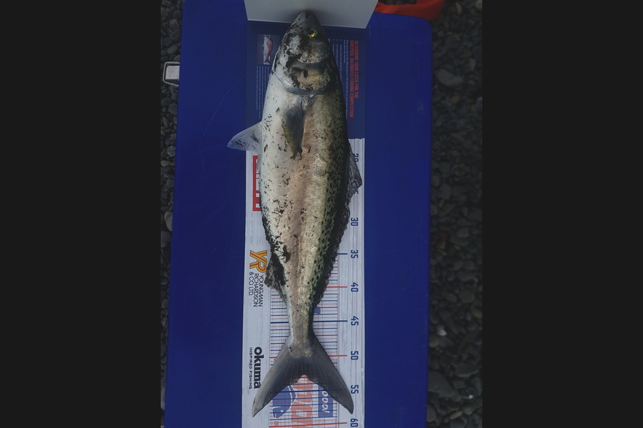 Jason Christensen caught this 52.5cm Kahawai at Hawkes Bay during The Hirepool Baitmates Fishing Comp