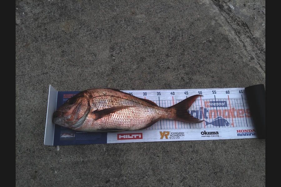 Pete Kerr caught this 44.5cm Snapper at Motiti during The Hirepool Baitmates Fishing Comp