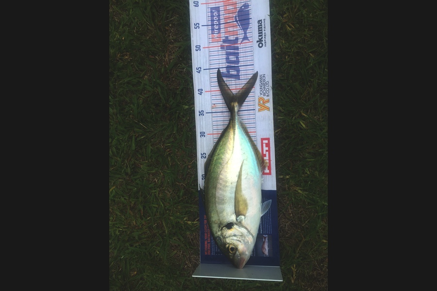 Peter  mclean caught this 38.5cm Trevally at Whangmata  during The Hirepool Baitmates Fishing Comp