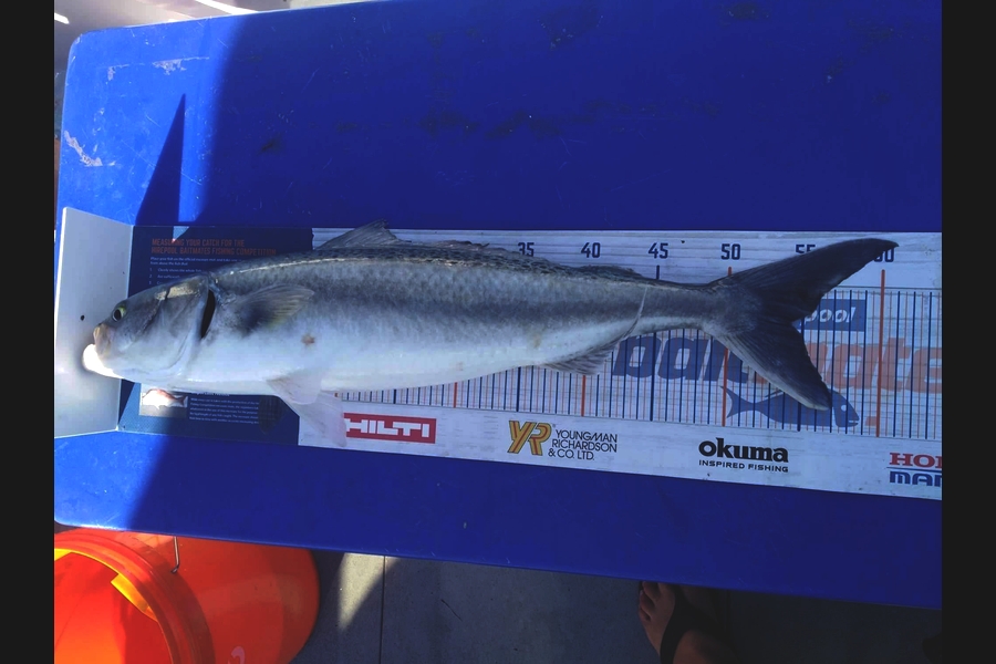 Tim Andrews caught this 54cm Kahawai at Whakatane  during The Hirepool Baitmates Fishing Comp