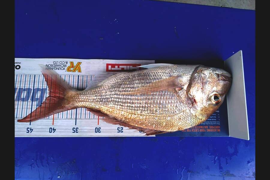 Tim Andrews caught this 41cm Snapper at Whakatane  during The Hirepool Baitmates Fishing Comp