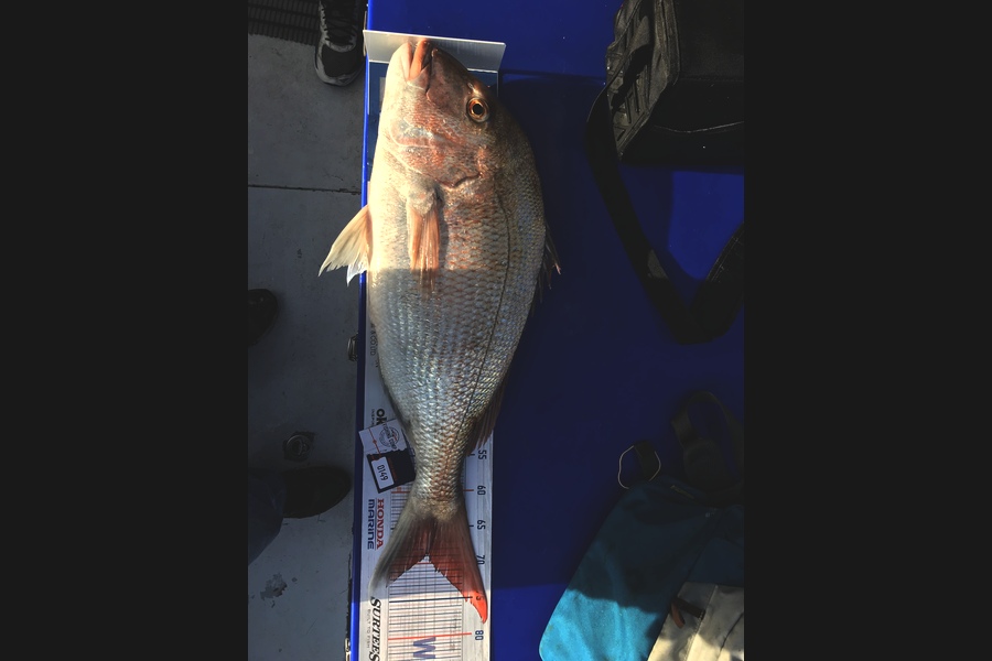 Ron Bradley caught this 68.5cm Snapper at Kawhia during The Hirepool Baitmates Fishing Comp