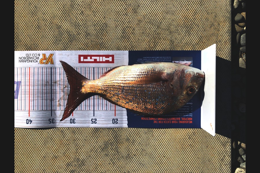 Sue Mehrtens  caught this 30.5cm Snapper at Whananaki North off the rocks during The Hirepool Baitmates Fishing Comp