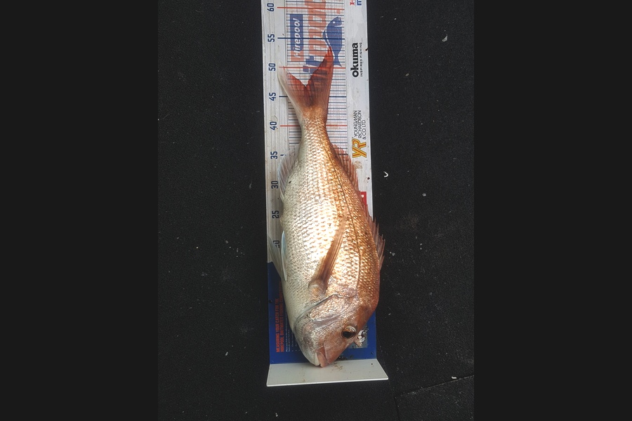 Liam McNamara caught this 46.5cm Snapper at Waiheke during The Hirepool Baitmates Fishing Comp