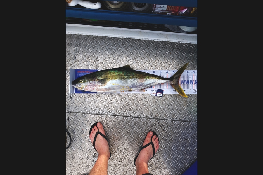 Peter  Mcnabb  caught this 79.0cm Kingfish at Hen and Chicks during The Hirepool Baitmates Fishing Comp