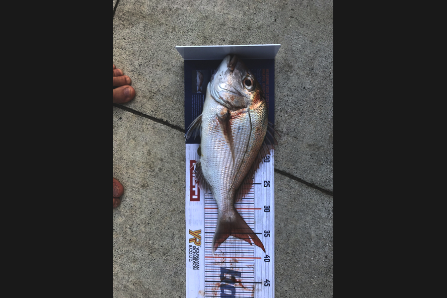 Vaughan Holdt caught this 35.0cm Snapper at Kaiaua during The Hirepool Baitmates Fishing Comp