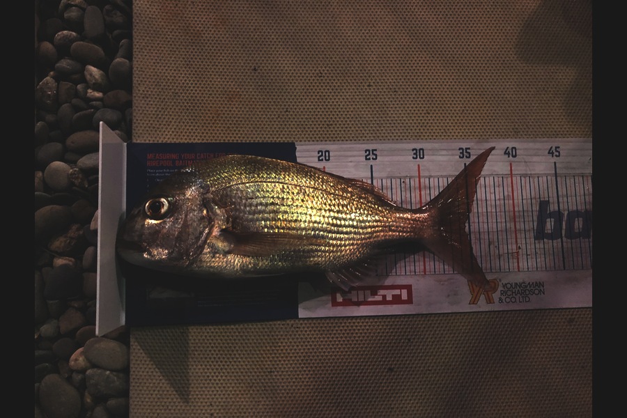 Sue Mehrtens  caught this 34.5cm Snapper at Off the coast of Whananaki North / Otamure during The Hirepool Baitmates Fishing Comp