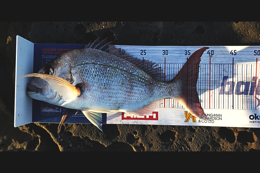 Troy Rae-Royle caught this 37.0cm Snapper at North Shore during The Hirepool Baitmates Fishing Comp