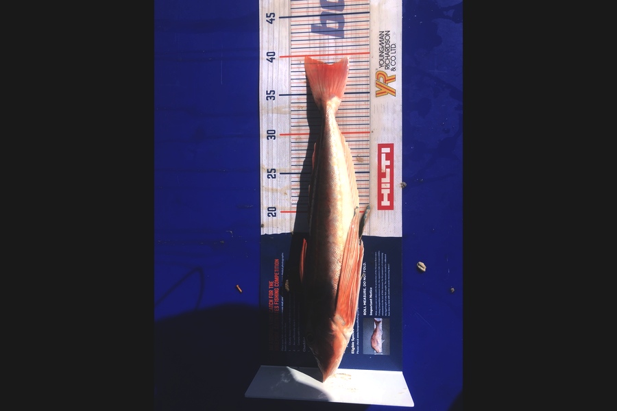 Brett Lennon caught this 38.5cm Gurnard at Muriwai Beach during The Hirepool Baitmates Fishing Comp