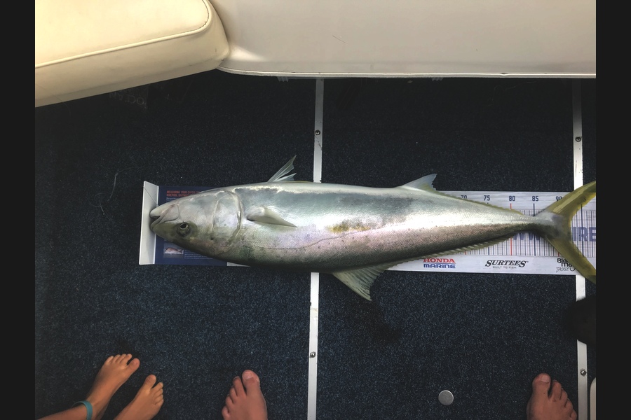 Greg Blomfield  caught this 92.5cm Kingfish at Bream Bay during The Hirepool Baitmates Fishing Comp