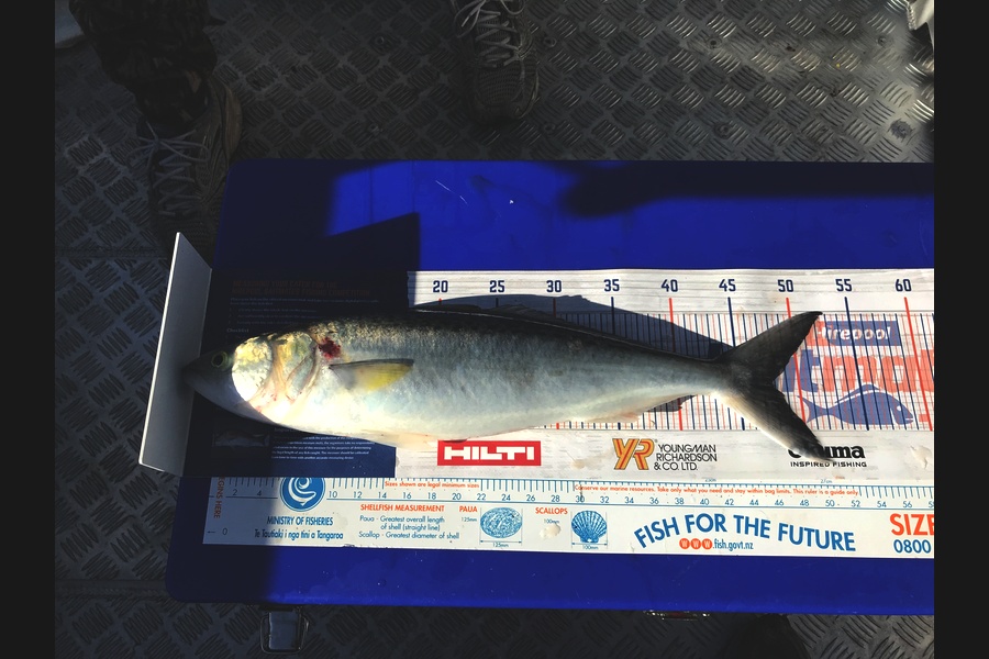Bob Lewis caught this 47.5cm Kahawai at Tauranga during The Hirepool Baitmates Fishing Comp