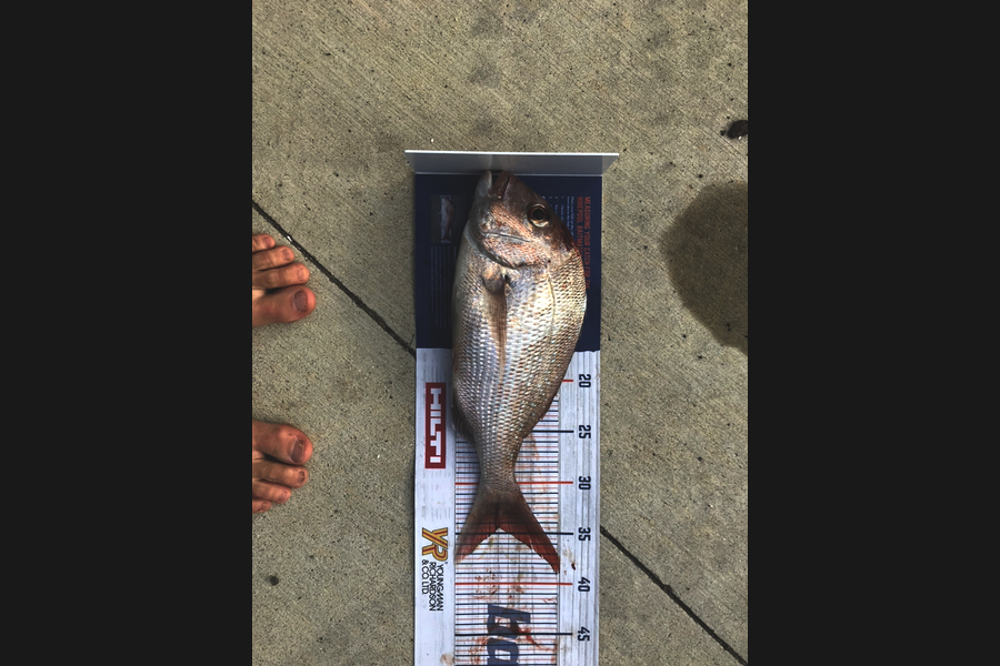 Vaughan Holdt caught this 34.5cm Snapper at Kaiaua during The Hirepool Baitmates Fishing Comp