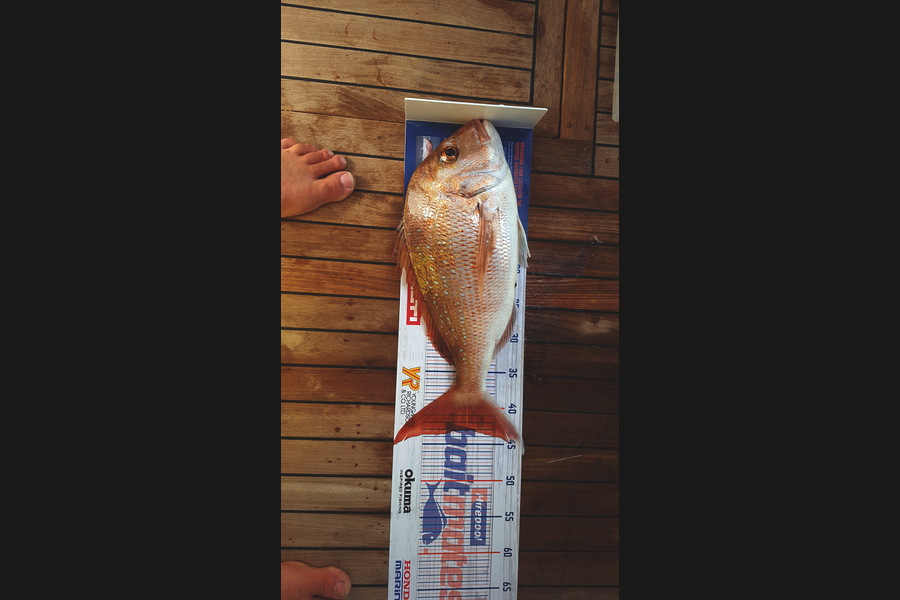 Graham Welsh caught this 43.0cm Snapper at Noises  during The Hirepool Baitmates Fishing Comp