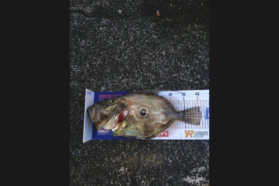 Steve Ryder caught this 36cm John Dory at Waitemata  during The Hirepool Baitmates Fishing Comp