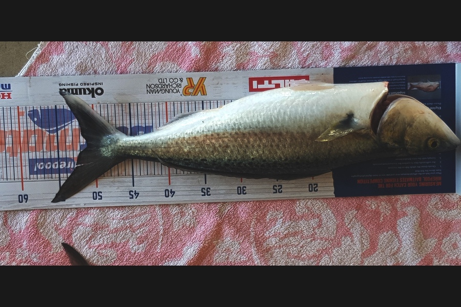 Warren Thompson caught this 51.0cm Kahawai at Tauranga  during The Hirepool Baitmates Fishing Comp