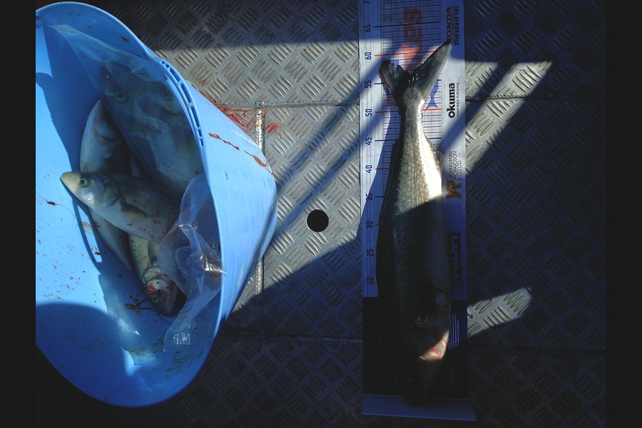 Andre Zowitzkey caught this 56.0cm Kahawai at Great Barrier island  during The Hirepool Baitmates Fishing Comp