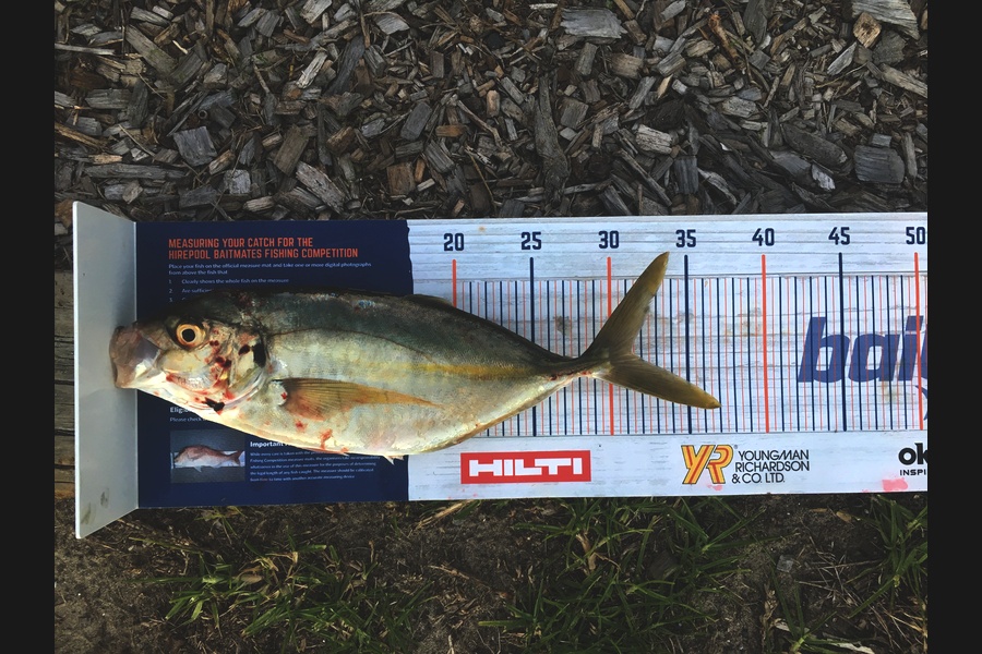 Neels Erasmus caught this 31.0cm Trevally at Great Barrier during The Hirepool Baitmates Fishing Comp
