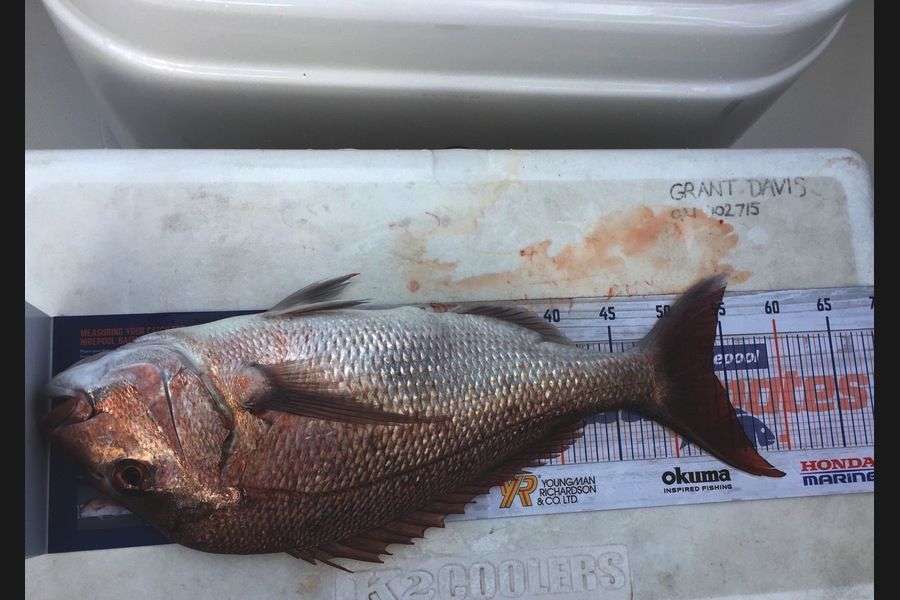 Grant Davis caught this 54.0cm Snapper at Far north during The Hirepool Baitmates Fishing Comp