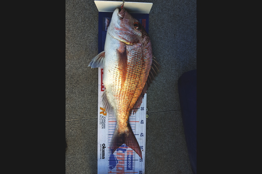 Brett Rigby caught this 48.0cm Snapper at Hauraki Gulf during The Hirepool Baitmates Fishing Comp