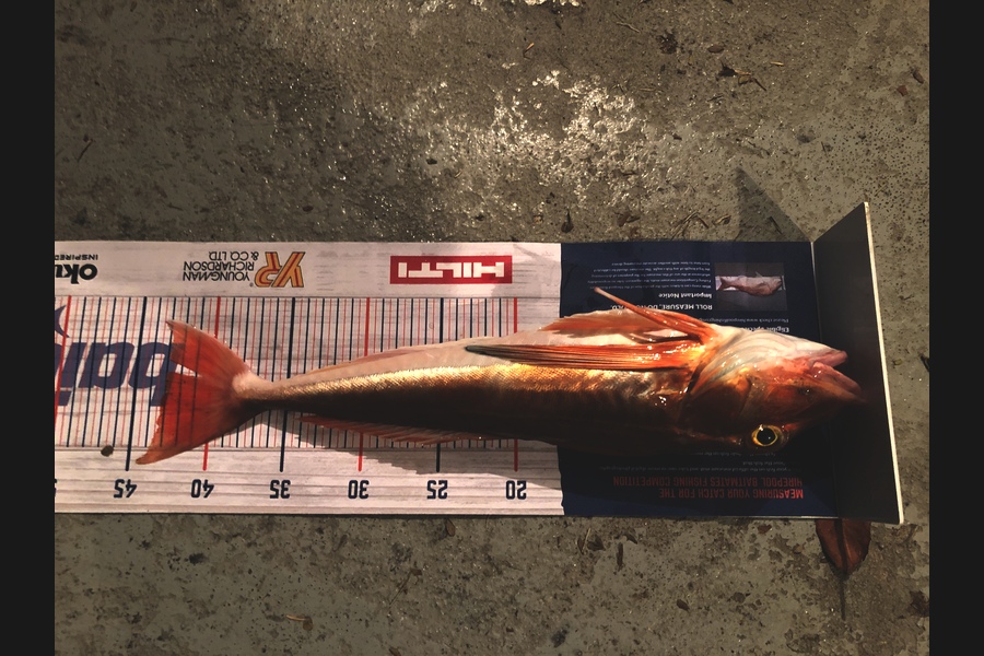 Duncan  Hammon  caught this 43.0cm Gurnard at Tauranga  during The Hirepool Baitmates Fishing Comp