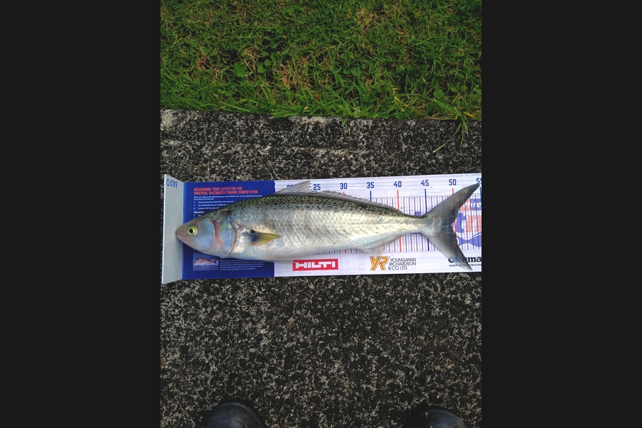 Steve Ryder caught this 49.0cm Kahawai at Manukau harbour  during The Hirepool Baitmates Fishing Comp