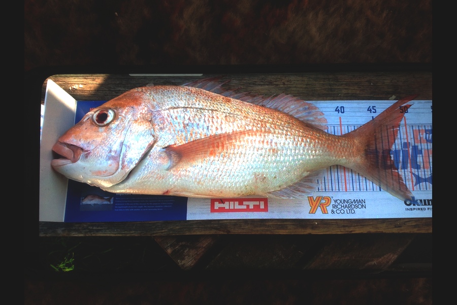 brian wilson caught this 47.0cm Snapper at Kawakawa during The Hirepool Baitmates Fishing Comp