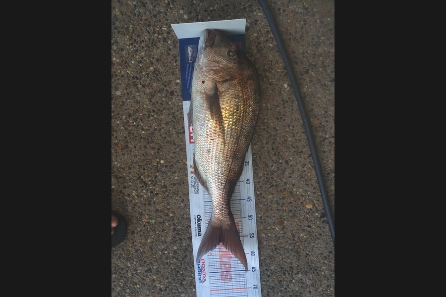Chris Matthews caught this 56cm Snapper at little barrier during The Hirepool Baitmates Fishing Comp
