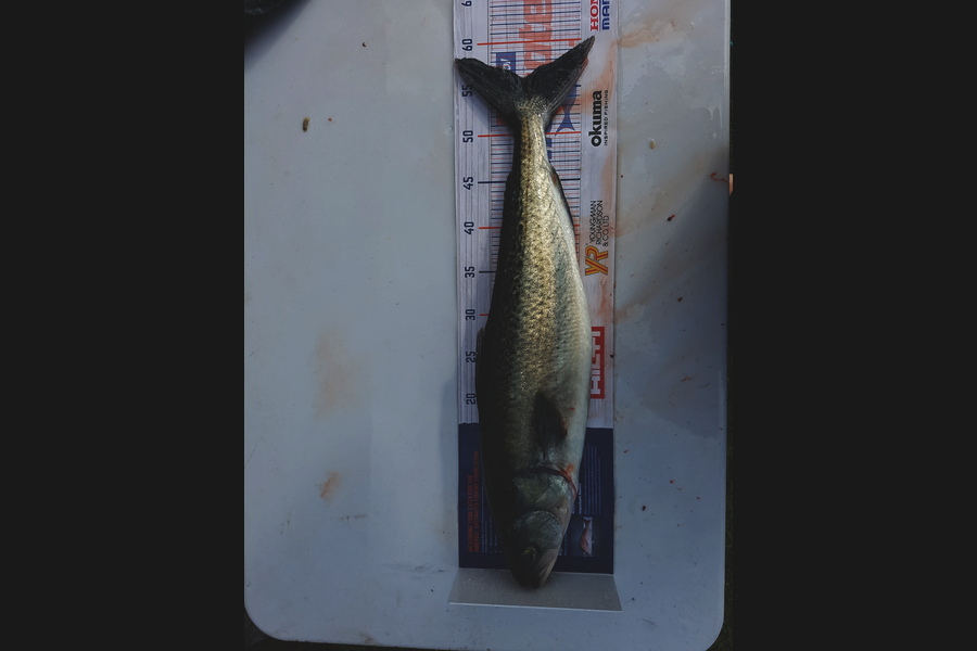 Bradley Maskell caught this 56.0cm Kahawai at Whangaparoa during The Hirepool Baitmates Fishing Comp