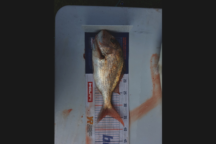 Bradley Maskell caught this 34.5cm Snapper at Whangaparoa during The Hirepool Baitmates Fishing Comp