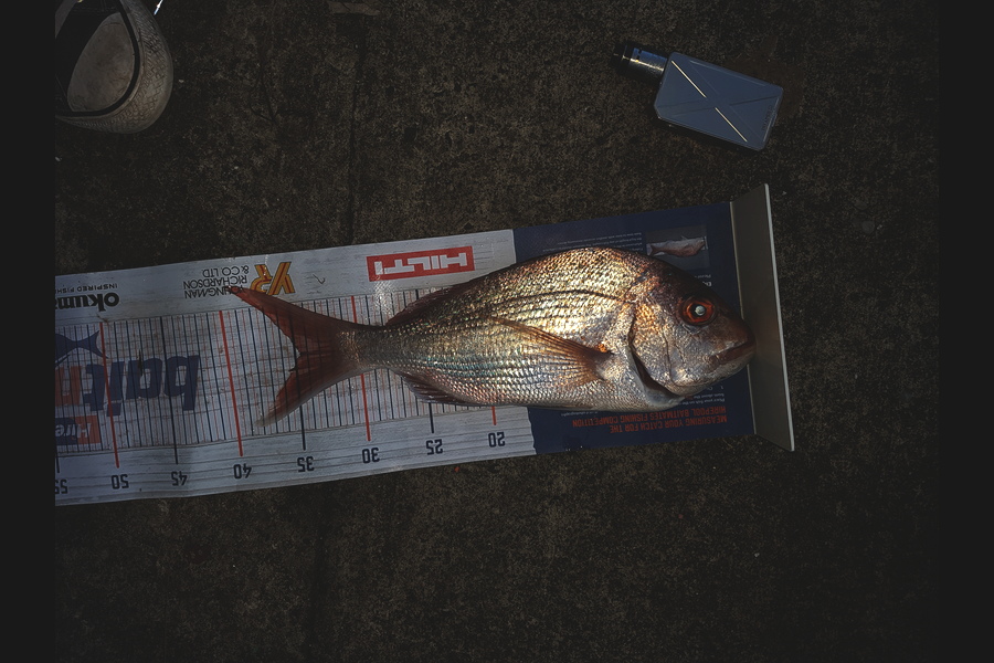 Tayler Flavell caught this 34.5cm Snapper at Hauraki during The Hirepool Baitmates Fishing Comp