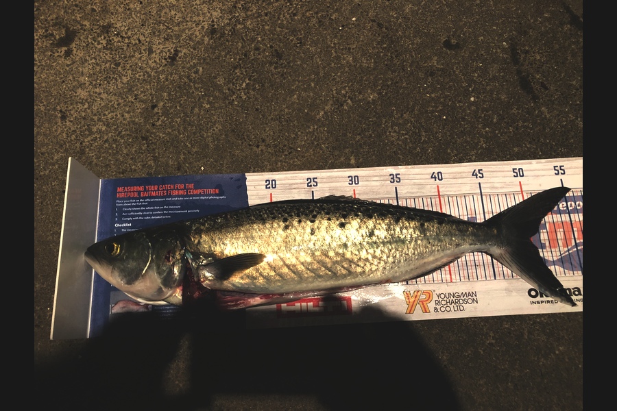 Stephen  Saggers caught this 47cm Kahawai at Tiritiri Matangi during The Hirepool Baitmates Fishing Comp