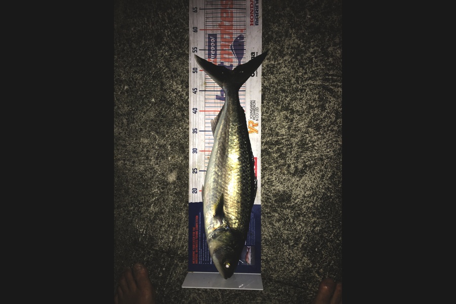 Todd Warmington  caught this 50.5cm Kahawai at Mahuta gap Baylys Beach during The Hirepool Baitmates Fishing Comp