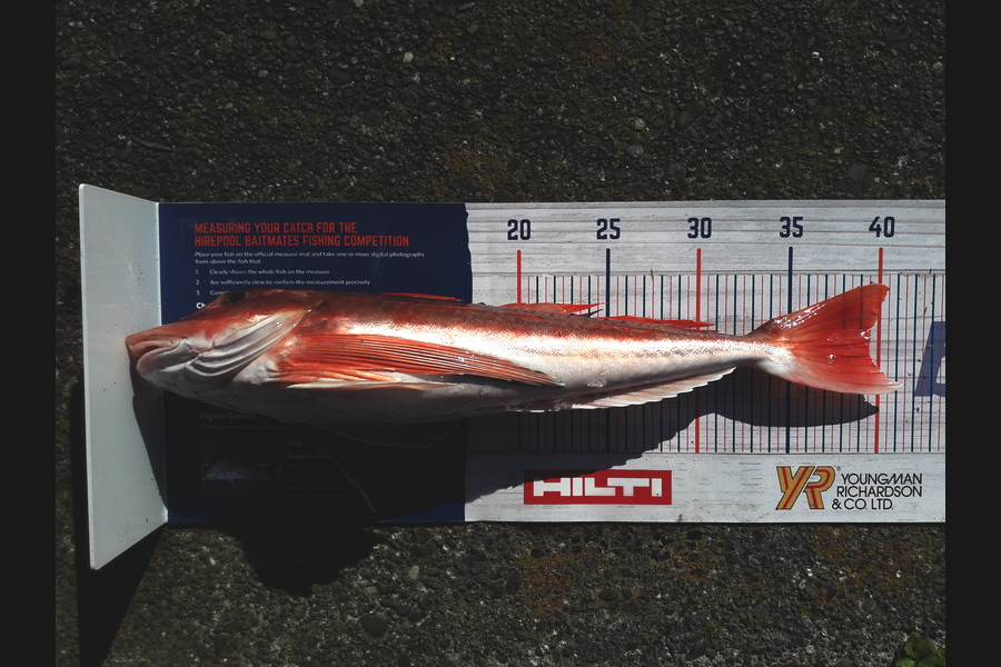 Clayton Hancock caught this 39.5cm Gurnard at manawatu coast during The Hirepool Baitmates Fishing Comp