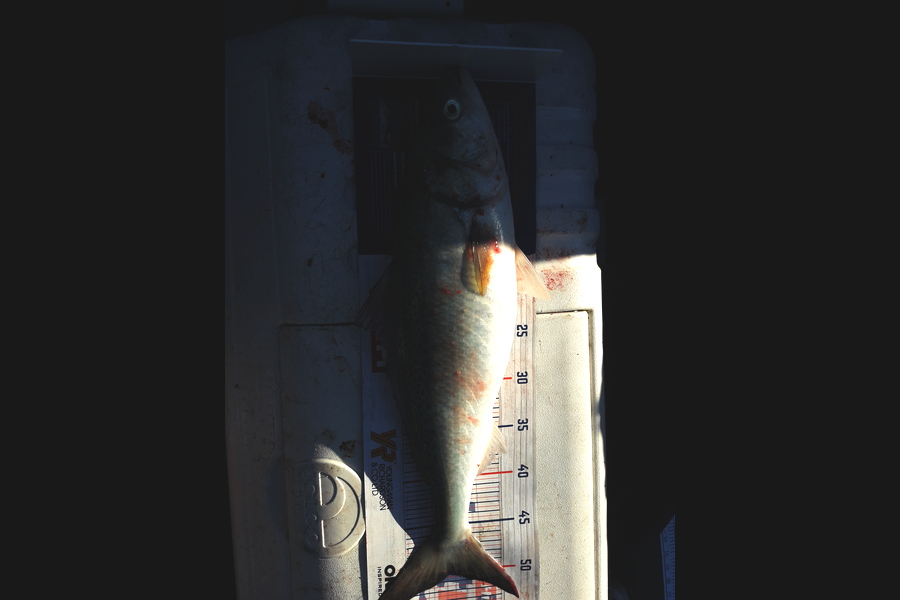 chris hope caught this 50.0cm Kahawai at Auckland west coast during The Hirepool Baitmates Fishing Comp