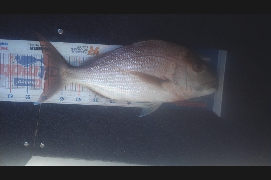 Mike O'Hearn caught this 49.5cm Snapper at Bay of Islands during The Hirepool Baitmates Fishing Comp